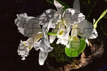 Orchidee