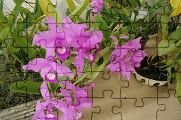 OrquÃ­dea