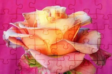 Amazing Rose