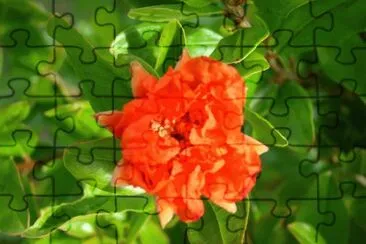 fleur de grenadier jigsaw puzzle