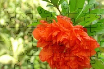 fleur de grenadier jigsaw puzzle