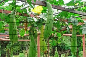 Bucha Vegetal jigsaw puzzle