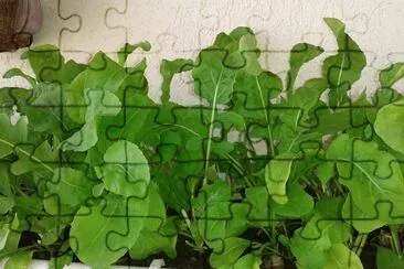 RÃºcula jigsaw puzzle