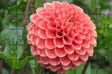 dahlia jigsaw puzzle