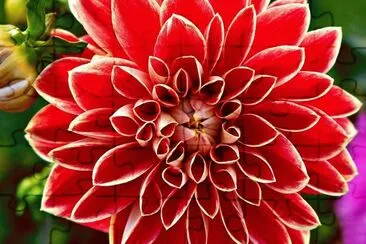 dahlia jigsaw puzzle