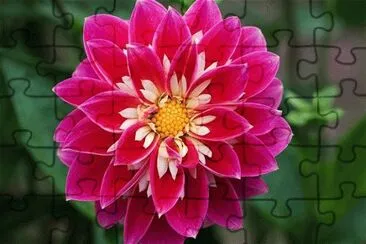 dahlia jigsaw puzzle