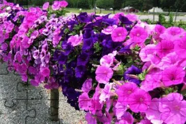 petunias