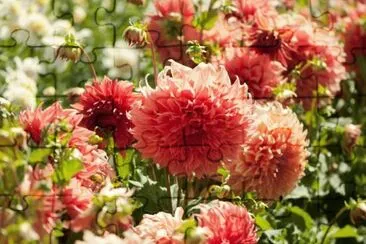 dalias jigsaw puzzle
