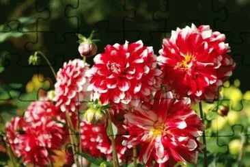 dalias jigsaw puzzle