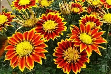 enamoradas del sol jigsaw puzzle