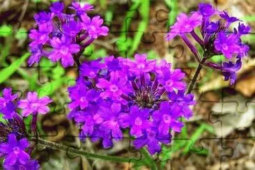 Verbena