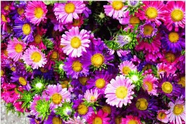 flores coloridas