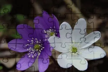 hepatica nobilis