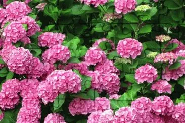 hortensias