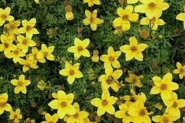 Bidens ferulifolia