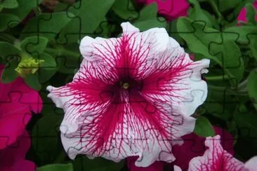 petunia jigsaw puzzle