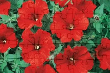 surfinia jigsaw puzzle