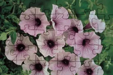 surfinia jigsaw puzzle