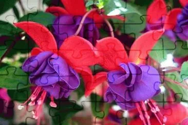 Fucsia jigsaw puzzle