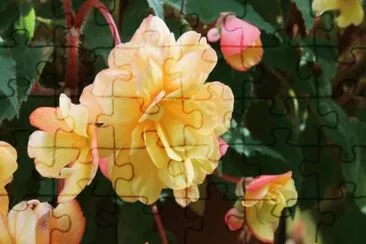 begonia jigsaw puzzle