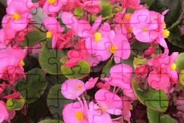 begonia jigsaw puzzle