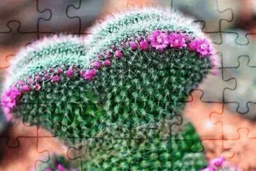 Cactus flor Rosa