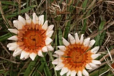 GAZANIA jigsaw puzzle