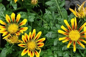gazania jigsaw puzzle
