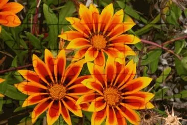 gazania jigsaw puzzle