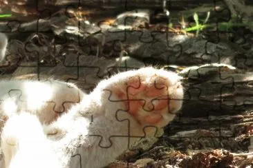Muffin jigsaw puzzle