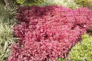 flores jigsaw puzzle