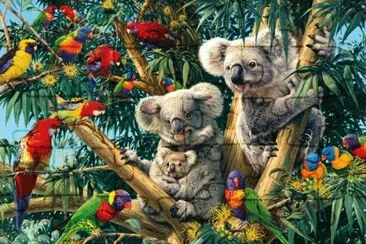 Koala Family