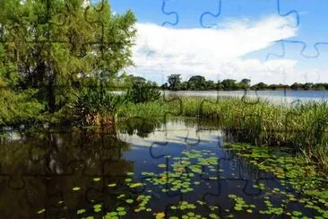 Esteros del IberÃ¡. Corrientes. Argentina jigsaw puzzle