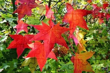liquidambar jigsaw puzzle