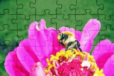 july9 jigsaw puzzle