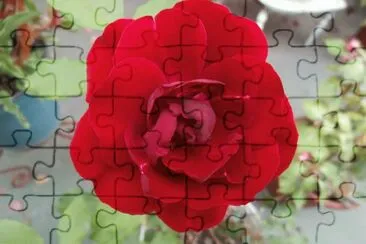 ROSA jigsaw puzzle