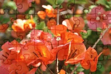 bougainvillier jigsaw puzzle