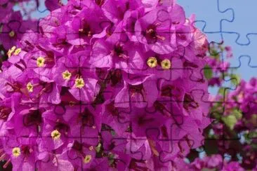 bougainvillier jigsaw puzzle