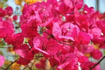 bougainvillier jigsaw puzzle