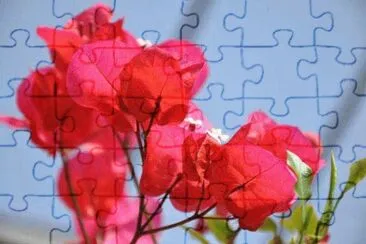bougainvillier jigsaw puzzle