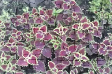 flores jigsaw puzzle
