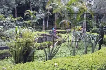 jardin jigsaw puzzle