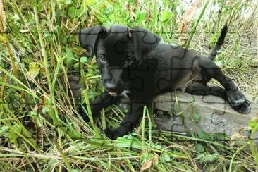 Puppy