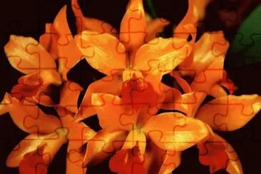 orq 5 jigsaw puzzle