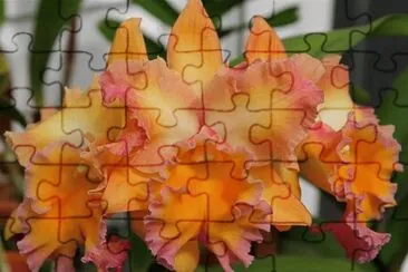 orq 6 jigsaw puzzle