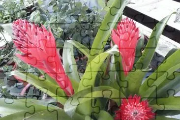 flores jigsaw puzzle