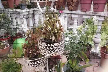 פאזל של jardin