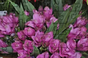 curcuma jigsaw puzzle