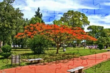 naranja jigsaw puzzle
