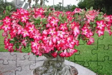 flores jigsaw puzzle